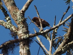 Chalcomitra fuliginosa