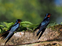 Hirundo angolensis