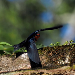 Hirundo angolensis