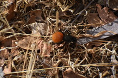 Dasymutilla magnifica