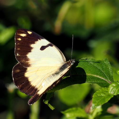 African Caper