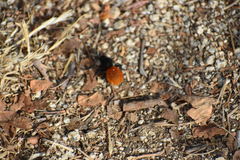 Dasymutilla magnifica