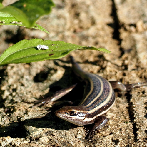 Bocage's Mabuya