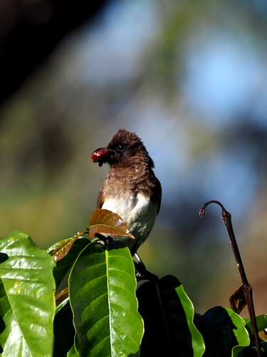 Common Bulbul
