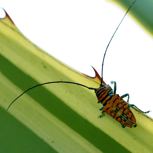 Sternotomis amabilis