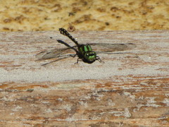 Ophiogomphus carolus
