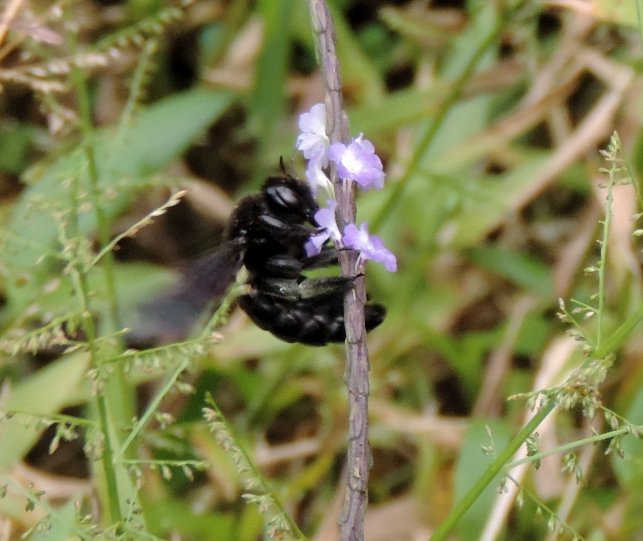 Xylocopa darwini image