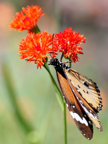 Plain Tiger Butterfly
