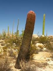 Ferocactus gracilis gracilis