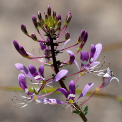 Cleome maculata