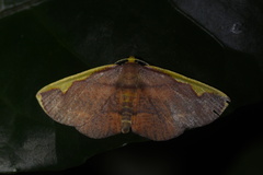 Nothomiza flavicosta