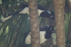 Cyanocorax cyanopogon