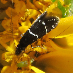 Adela septentrionella