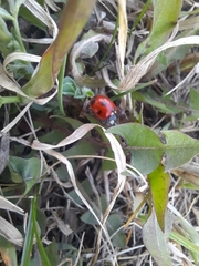 Coccinella septempunctata