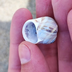 Cryptonatica janthostoma