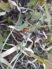 Coccinella septempunctata