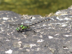 Ophiogomphus carolus