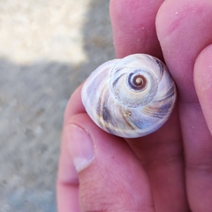 Cryptonatica janthostoma