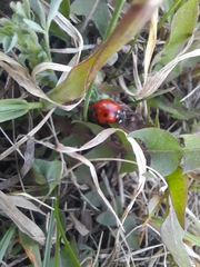 Coccinella septempunctata