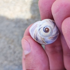 Cryptonatica janthostoma