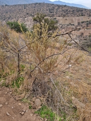 Baccharis paniculata