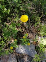 Ranunculus arvensis