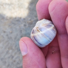 Cryptonatica janthostoma