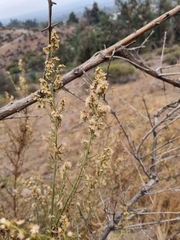 Baccharis paniculata
