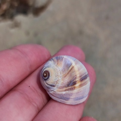 Cryptonatica janthostoma