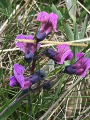 Lathyrus linifolius