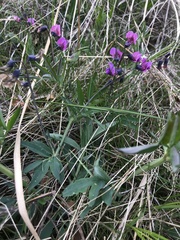 Lathyrus linifolius