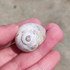 Cryptonatica janthostoma