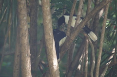 Cyanocorax cyanopogon