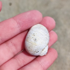 Cryptonatica janthostoma