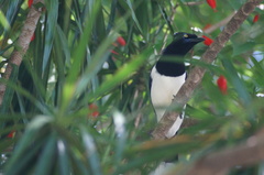 Cyanocorax cyanopogon