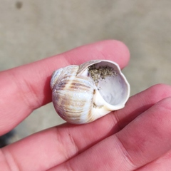 Cryptonatica janthostoma