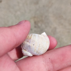 Cryptonatica janthostoma