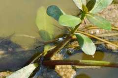 Agriocnemis femina oryzae