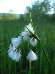 Eriophorum latifolium
