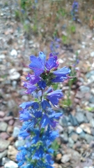Echium vulgare