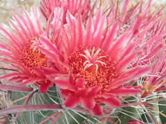 Ferocactus gracilis gracilis