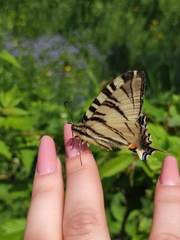 Iphiclides podalirius