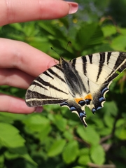 Iphiclides podalirius
