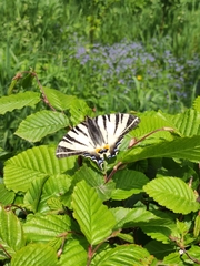 Iphiclides podalirius