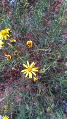 Senecio inaequidens