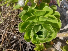 Aeonium arboreum