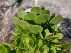 Aeonium arboreum