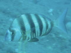 Diplodus hottentotus