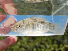 Floridichthys carpio