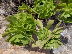 Aeonium arboreum